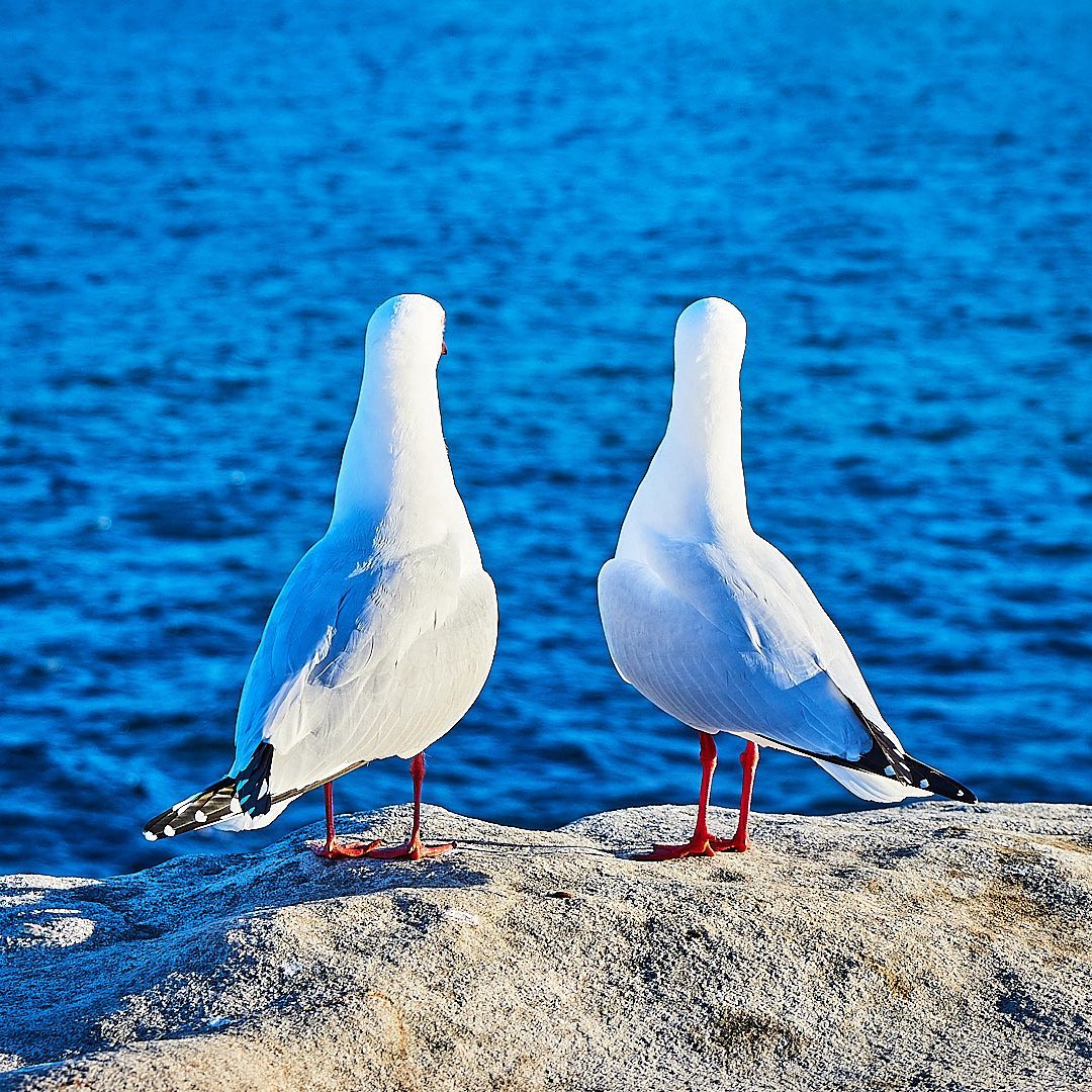 Click to enlarge the photograph Photo 191 from Igor Maric's photography collection