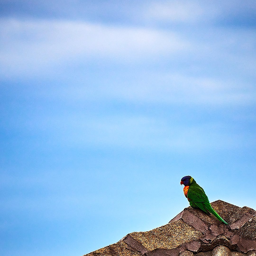 Click to enlarge the photograph Photo 185 from Igor Maric's photography collection