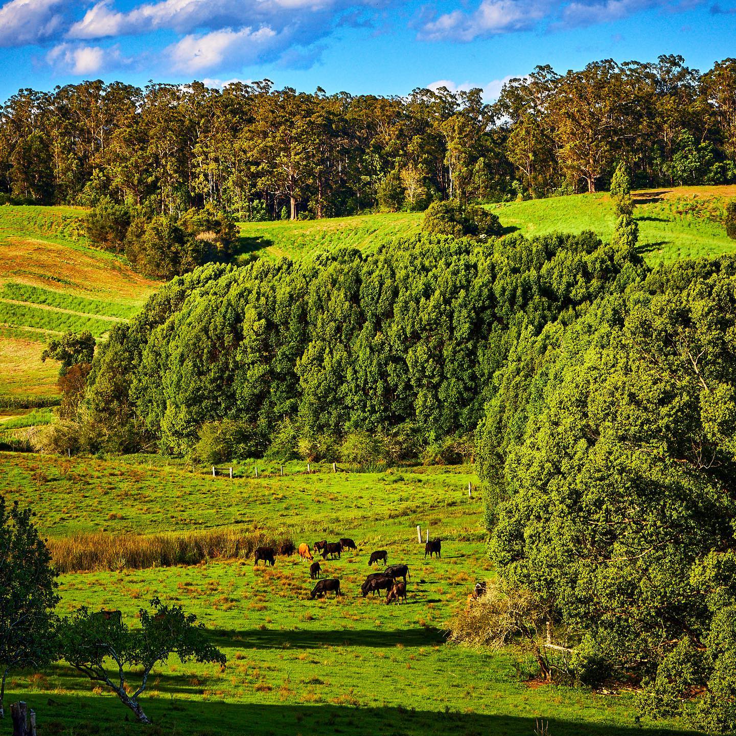 Click to enlarge the photograph Photo 170 from Igor Maric's photography collection