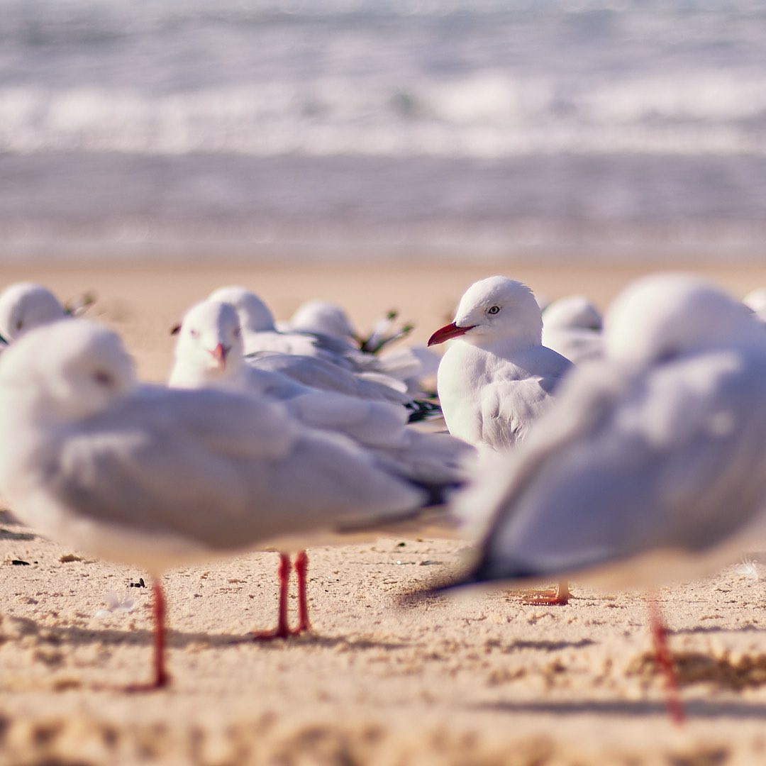 Click to enlarge the photograph Photo 160 from Igor Maric's photography collection