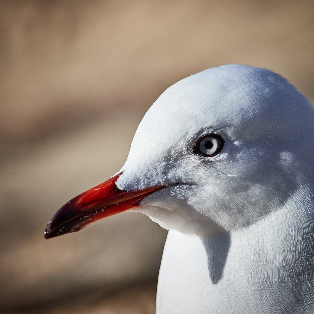 Click to enlarge the photograph Photo 150 from Igor Maric's photography collection