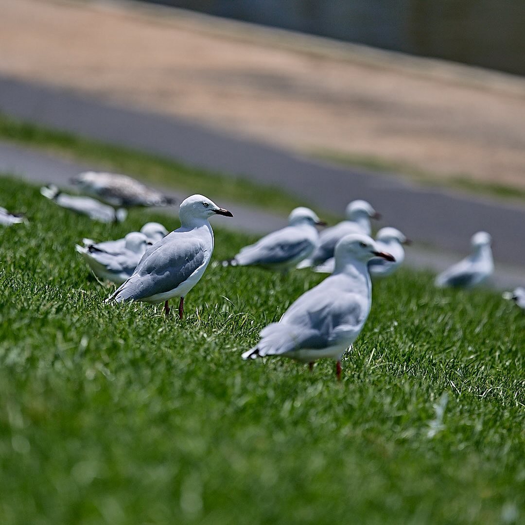 Click to enlarge the photograph Photo 111 from Igor Maric's photography collection