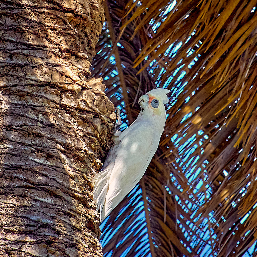 Click to enlarge the photograph Photo 97 from Igor Maric's photography collection