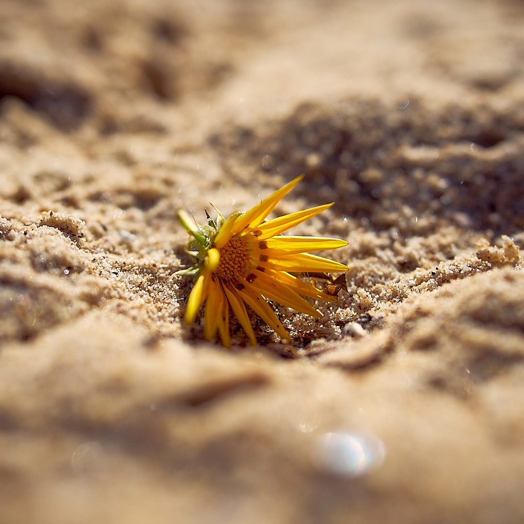 Click to enlarge the photograph Photo 93 from Igor Maric's photography collection