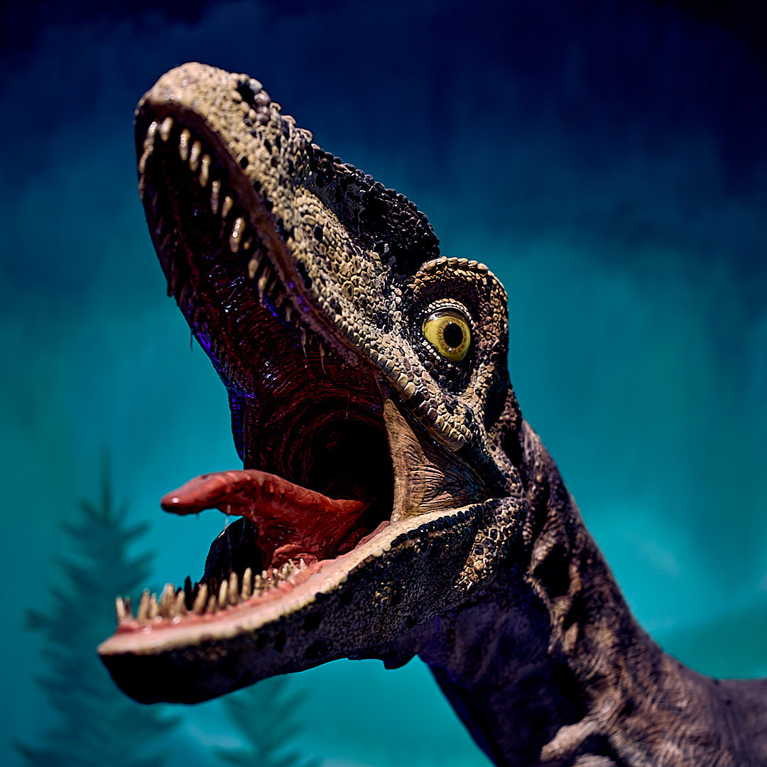 Click to enlarge the photograph Photo 92 from Igor Maric's photography collection