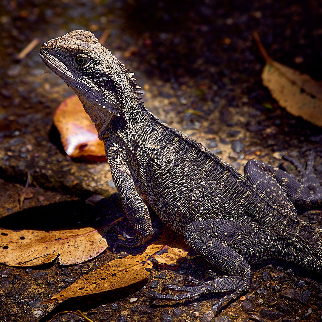 Click to enlarge the photograph Photo 84 from Igor Maric's photography collection