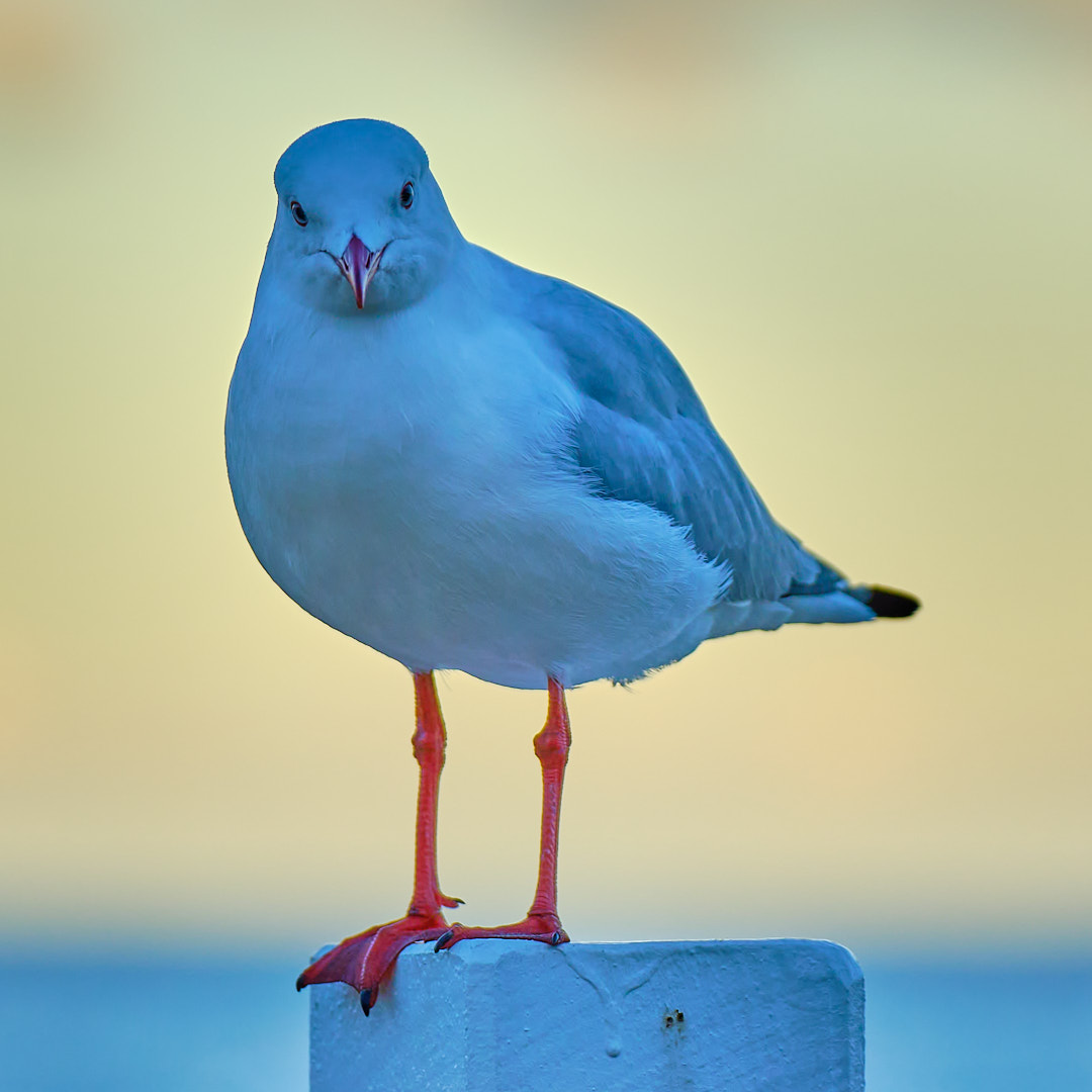 Click to enlarge the photograph Photo 67 from Igor Maric's photography collection