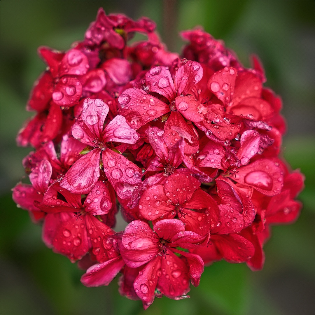 Click to enlarge the photograph Photo 11 from Igor Maric's photography collection