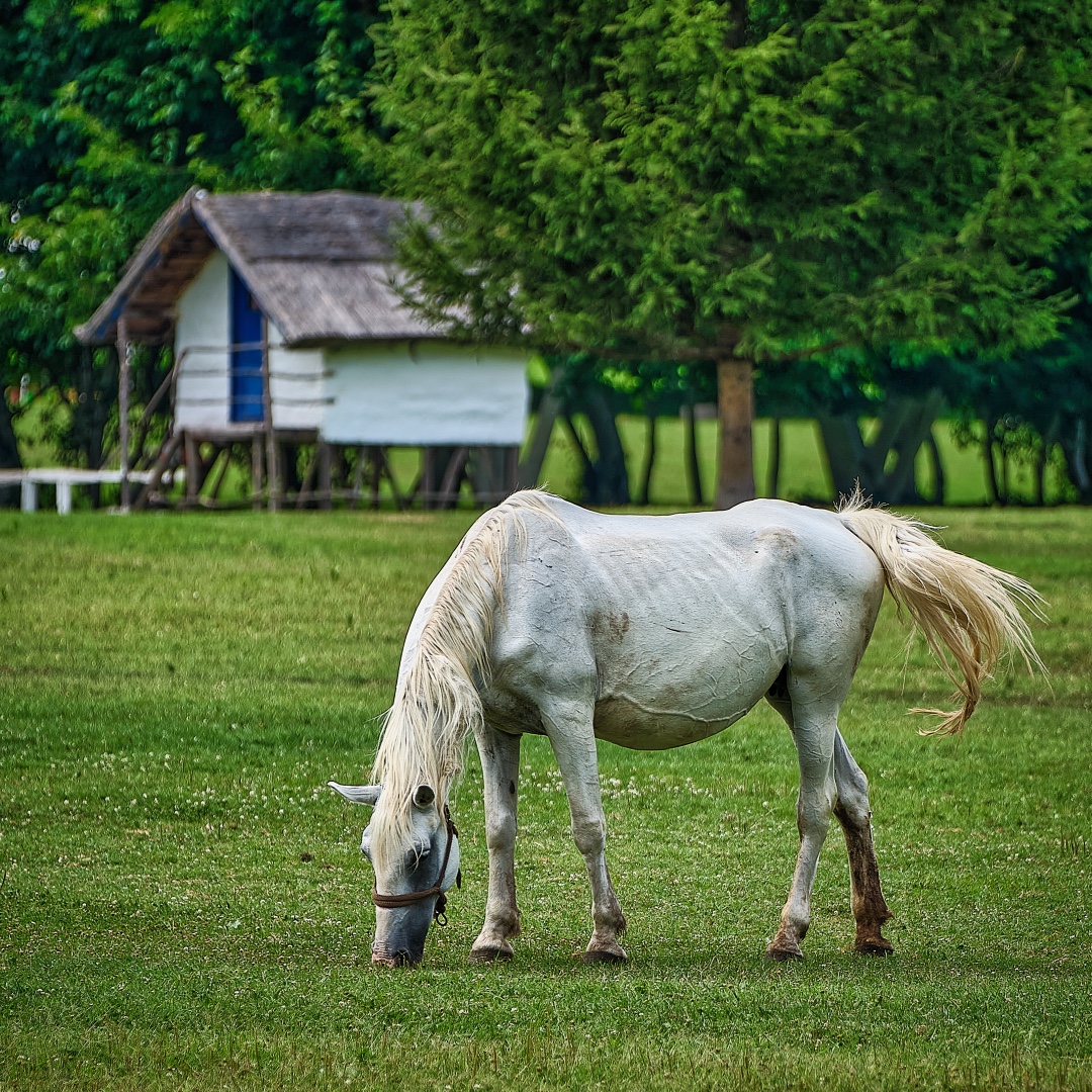 Click to enlarge the photograph Photo 10 from Igor Maric's photography collection