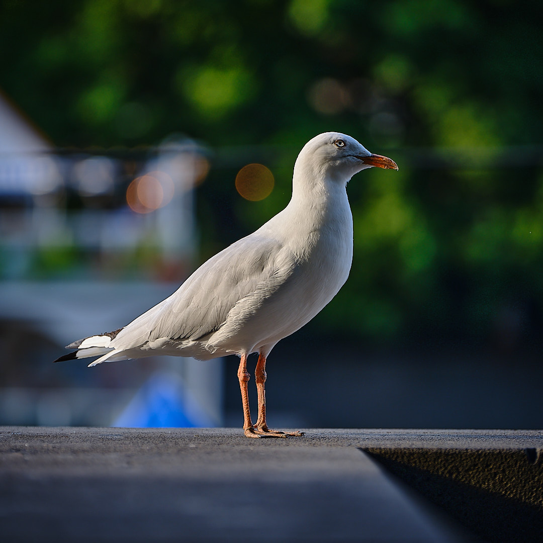 Click to enlarge the photograph Photo 7 from Igor Maric's photography collection